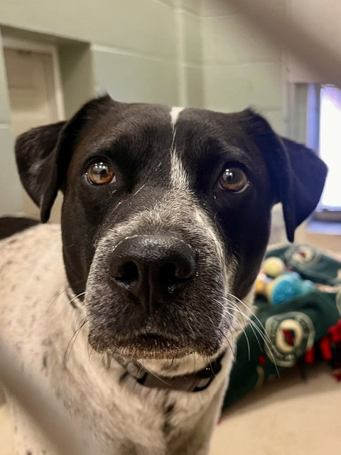 Chico