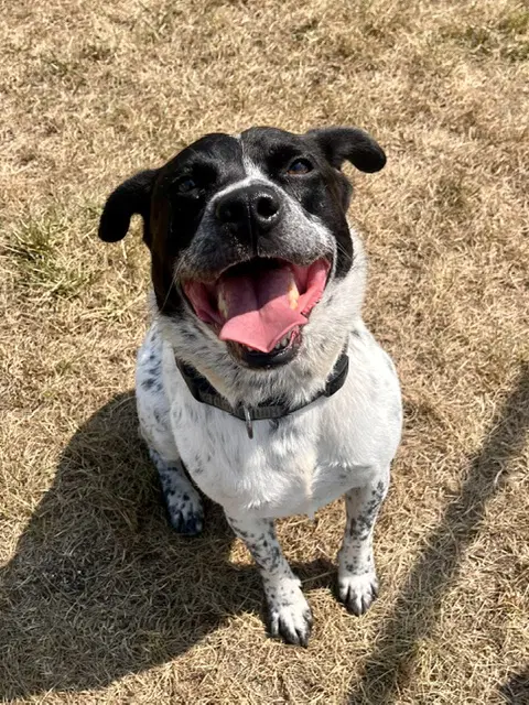 Chico image 2