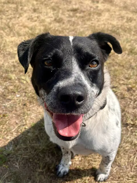 Chico - Australian Cattle Dog/Blue Heeler