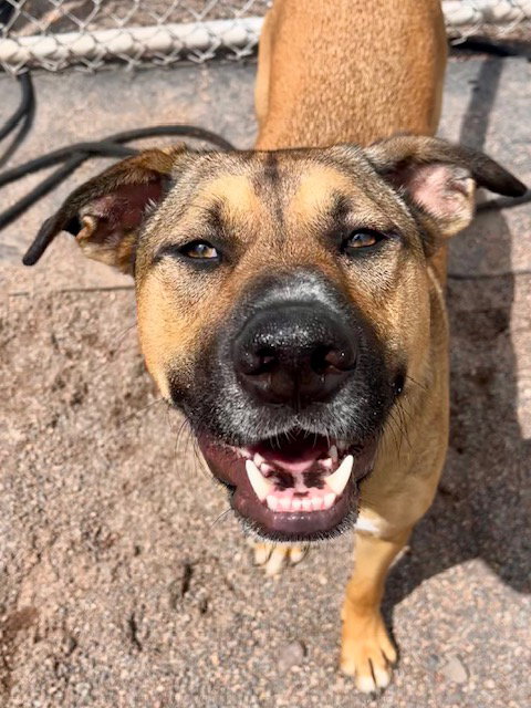 Timone, an adoptable German Shepherd Dog in Webster, WI
