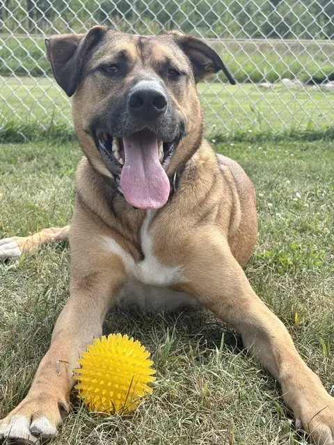 Timone - German Shepherd Dog