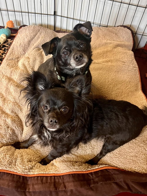 Zeeke & Zoey