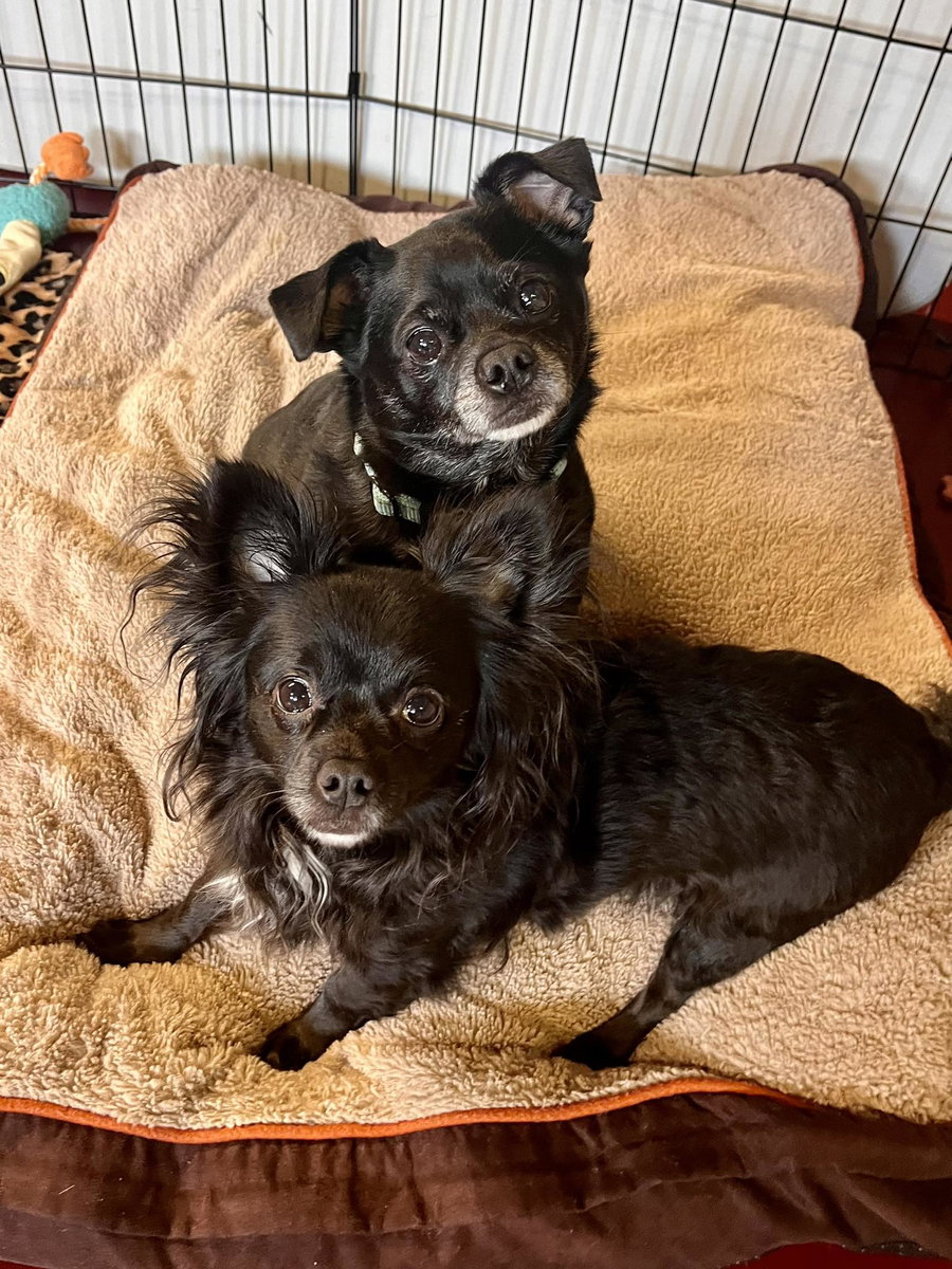 Zeeke & Zoey