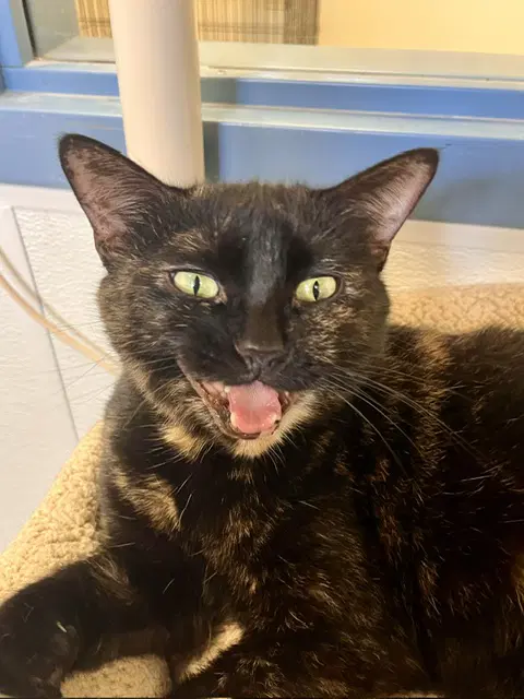 Miss Macdonald - Domestic Short Hair
