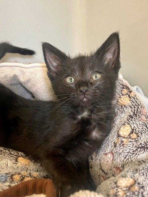 Donkey, Baby Domestic Short Hair / Mixed (short coat), cat for adoption in Webster, Wisconsin