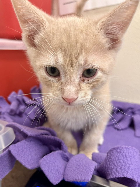 Duck, Baby Domestic Short Hair / Mixed (short coat), cat for adoption in Webster, Wisconsin