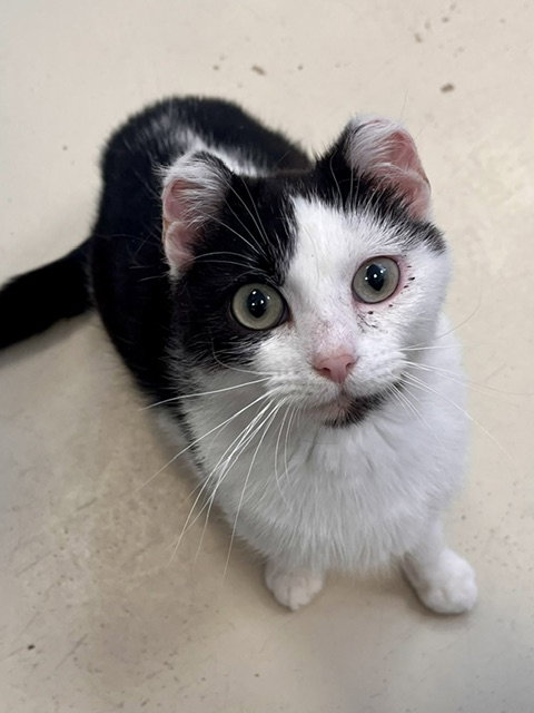 Binxy, Adult Domestic Short Hair / Mixed (short coat), cat for adoption in Webster, Wisconsin