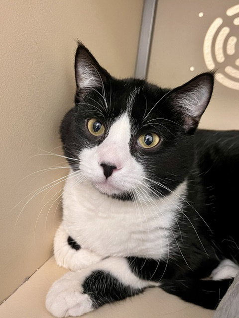 Frodo, Senior Domestic Short Hair / Mixed (short coat), cat for adoption in Webster, Wisconsin