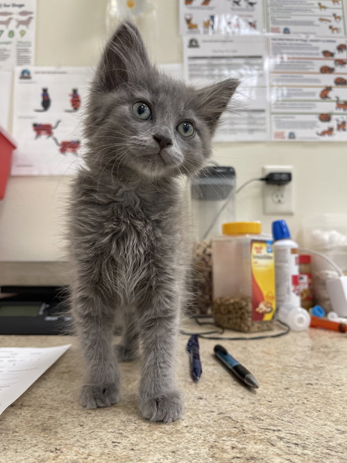 Pretzel, Baby Domestic Medium Hair / Mixed (medium coat), cat for adoption in Webster, Wisconsin
