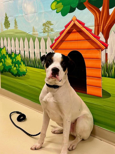 Tiny, an adoptable Pit Bull Terrier in Webster, WI