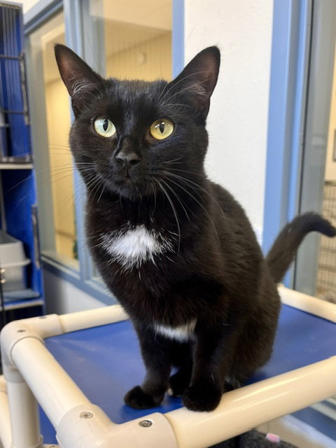 Cake, an adoptable Domestic Short Hair in Webster, WI