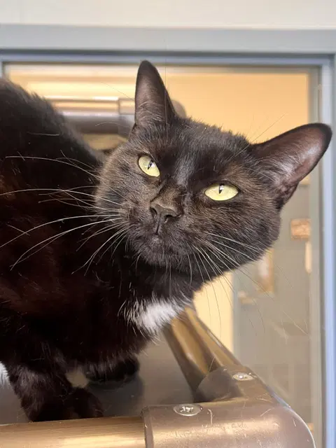 Cake - Domestic Short Hair