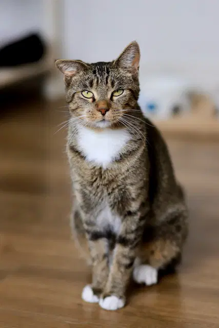 Pickle - Domestic Short Hair