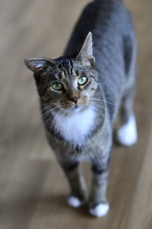 Photo 4 of Pickle