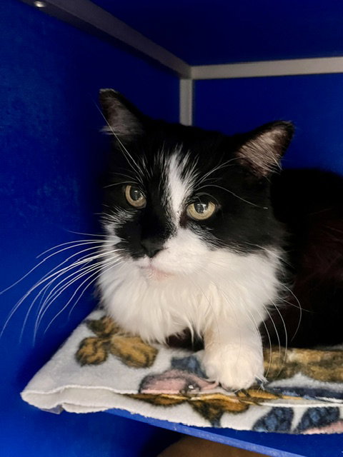 Samantha, an adoptable Domestic Long Hair in Webster, WI