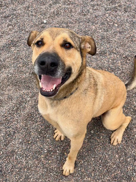 Teddy, an adoptable German Shepherd Dog in Webster, WI