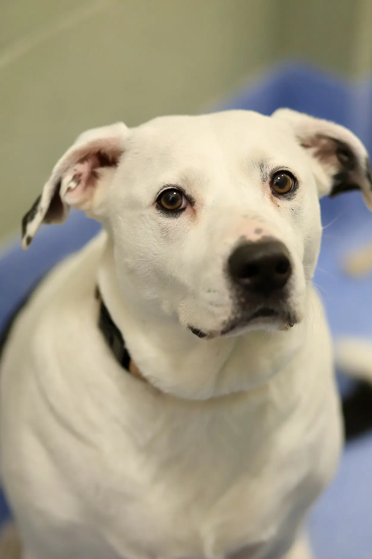 Rhonda - Pit Bull Terrier