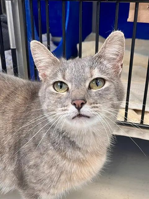 Polly - Domestic Short Hair