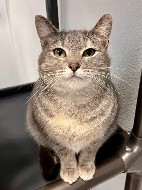Polly - Domestic Short Hair