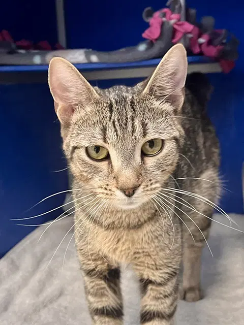 Mixie - Domestic Short Hair