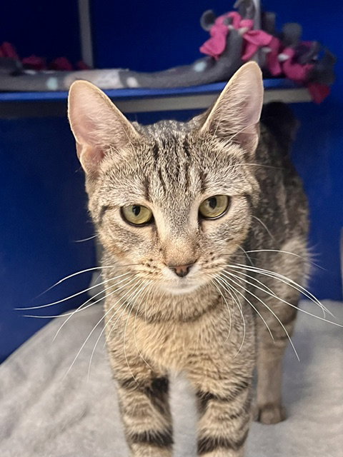 Mixie, a cat for adoption from Humane Society of Burnett County