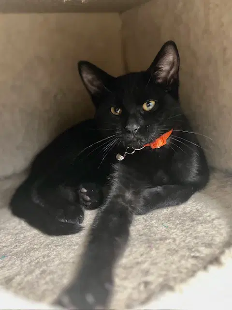 Saki - Domestic Short Hair
