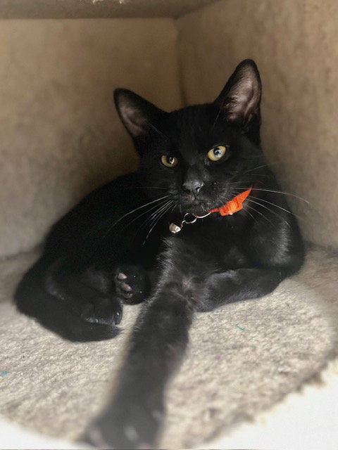 Saki, a cat for adoption from Humane Society of Burnett County
