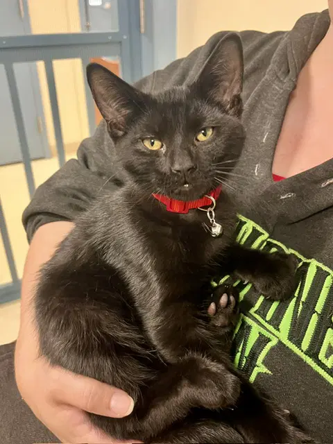 Sano - Domestic Short Hair