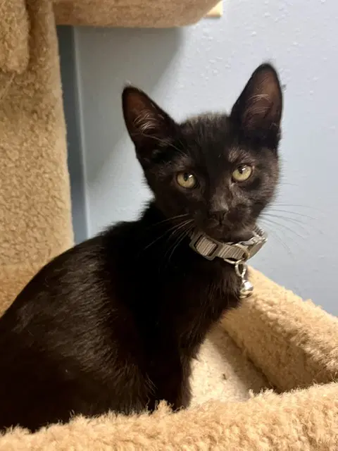 Skillet - Domestic Short Hair