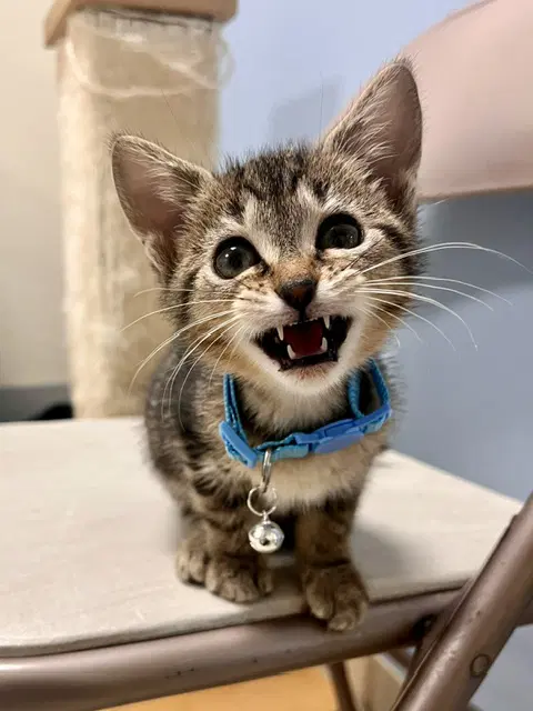 Tong - Domestic Short Hair