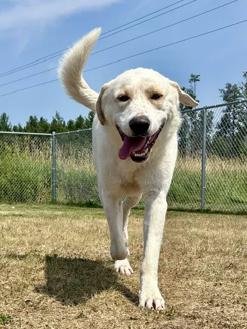 Henry Ford - Labrador Retriever