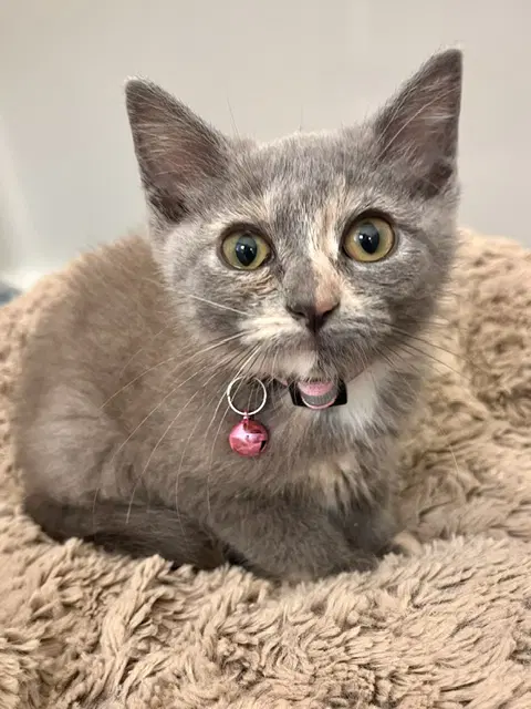 Cassie - Domestic Short Hair