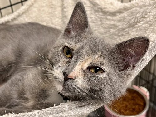 Cassie, a cat for adoption from Humane Society of Burnett County