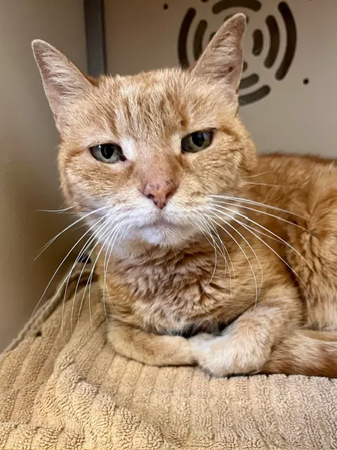 Dottie - Domestic Short Hair
