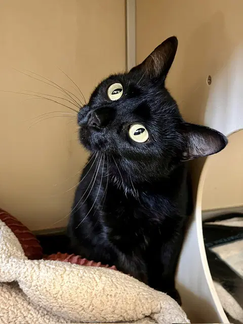 Shadow - Domestic Short Hair