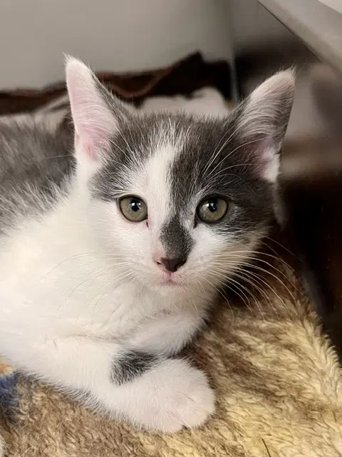 Bluey - Domestic Short Hair
