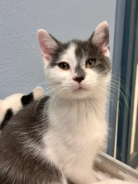 Bluey - Domestic Short Hair