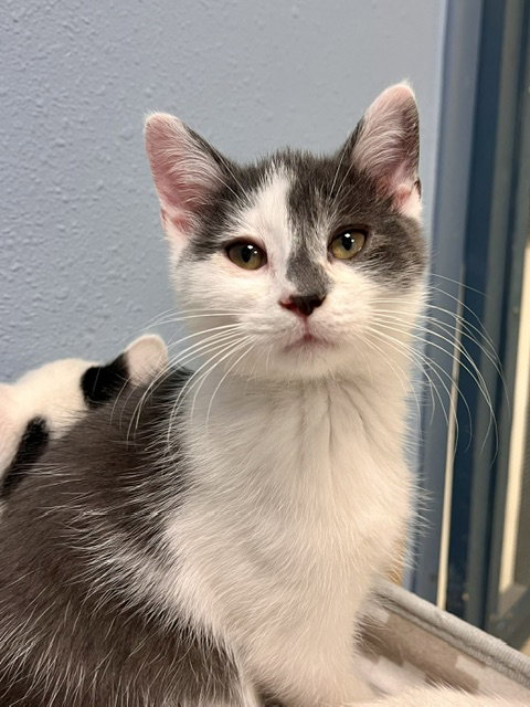 Bluey, a cat for adoption from Humane Society of Burnett County