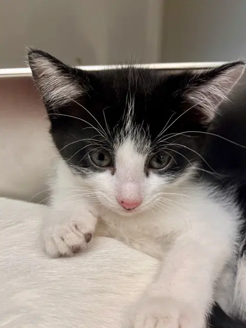 Bingo - Domestic Short Hair