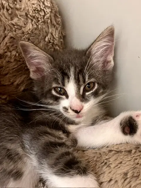 Winton - Domestic Short Hair