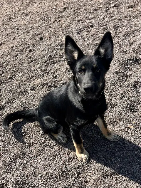 Jane - German Shepherd Dog