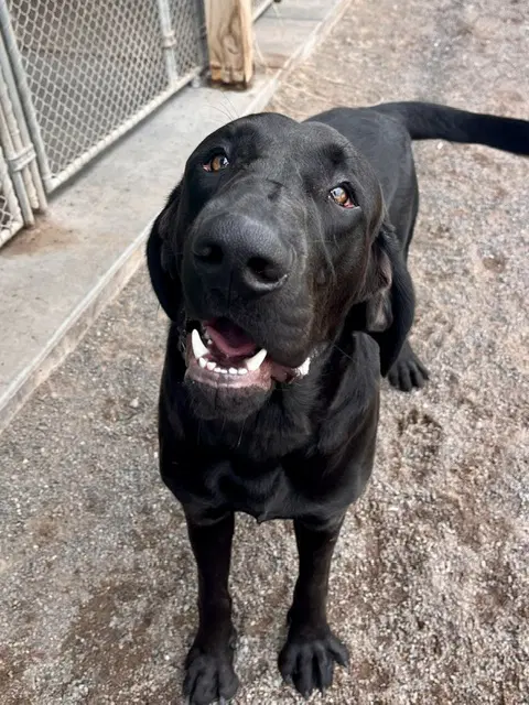 Copper - Labrador Retriever