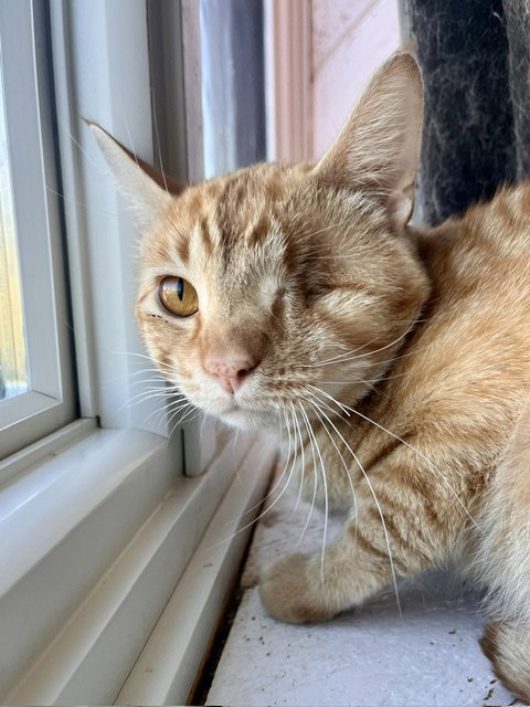 Mike Tyson, a cat for adoption from Humane Society of Burnett County