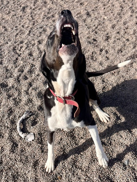 Abby, photo 4