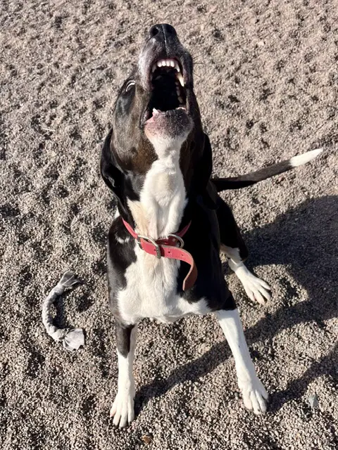 Abby image 4