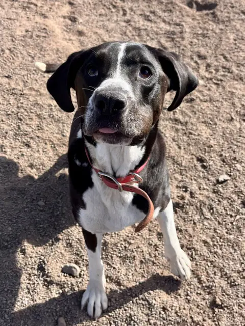 Abby - English Mastiff