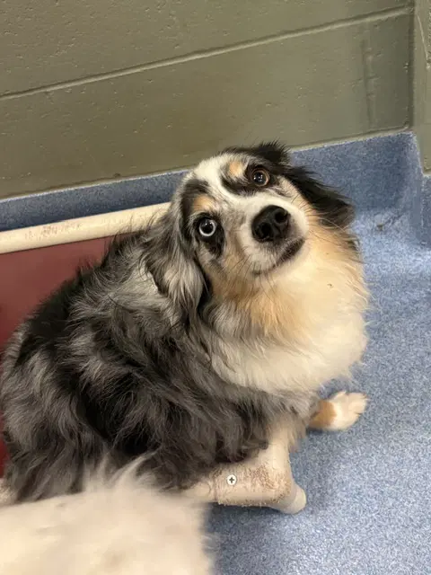 Blue - Australian Shepherd