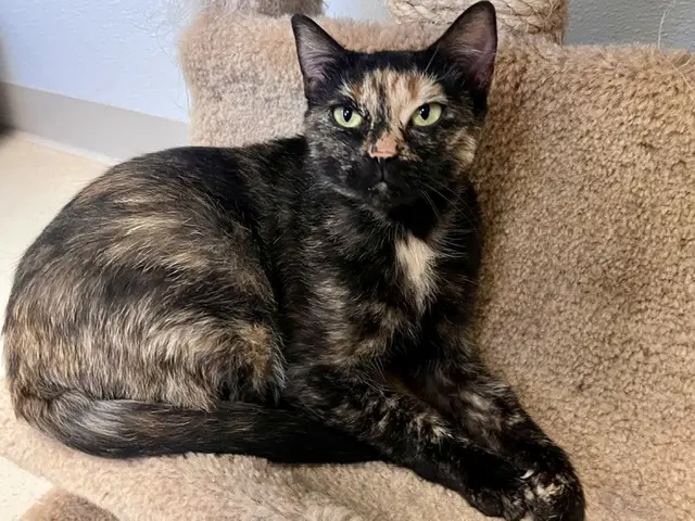 Boo image 4
