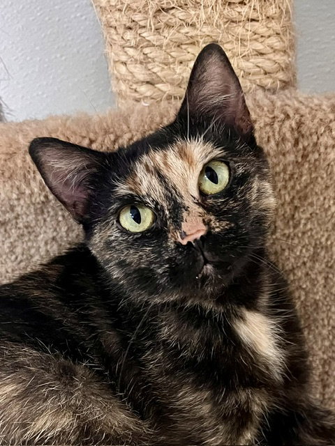 Boo, a cat for adoption from Humane Society of Burnett County