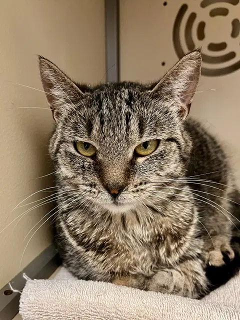 Roz - Domestic Short Hair